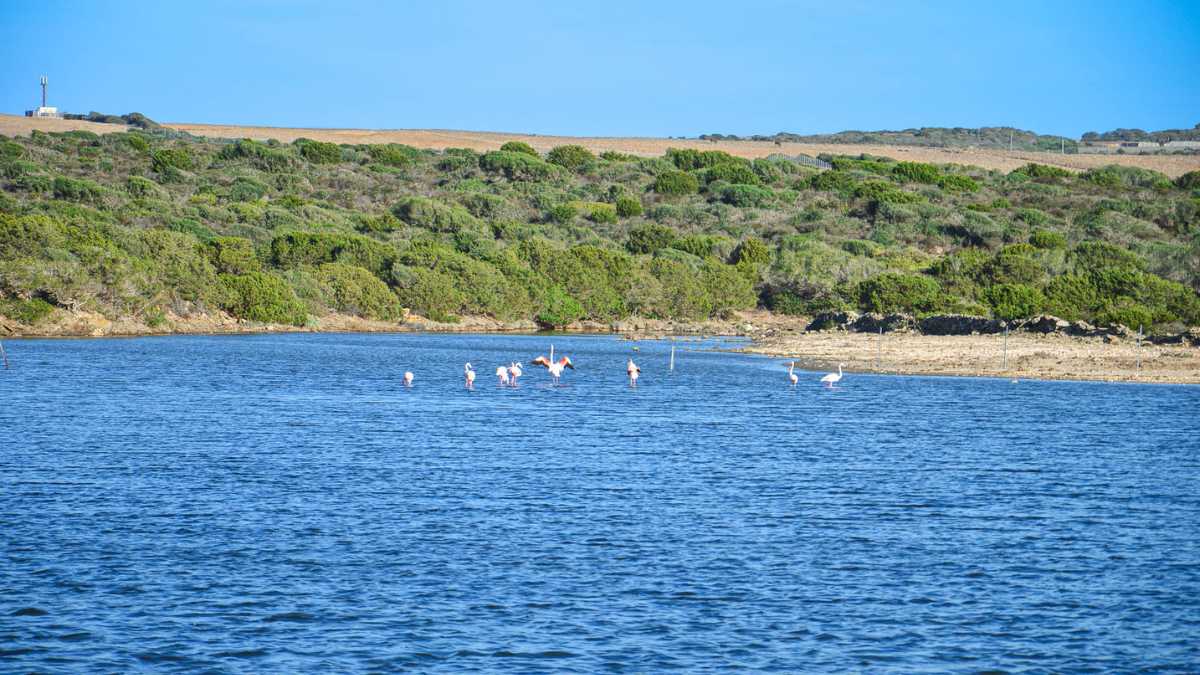 Birdwatching allo stagno di Casaraccio: le specie da osservare a Stintino