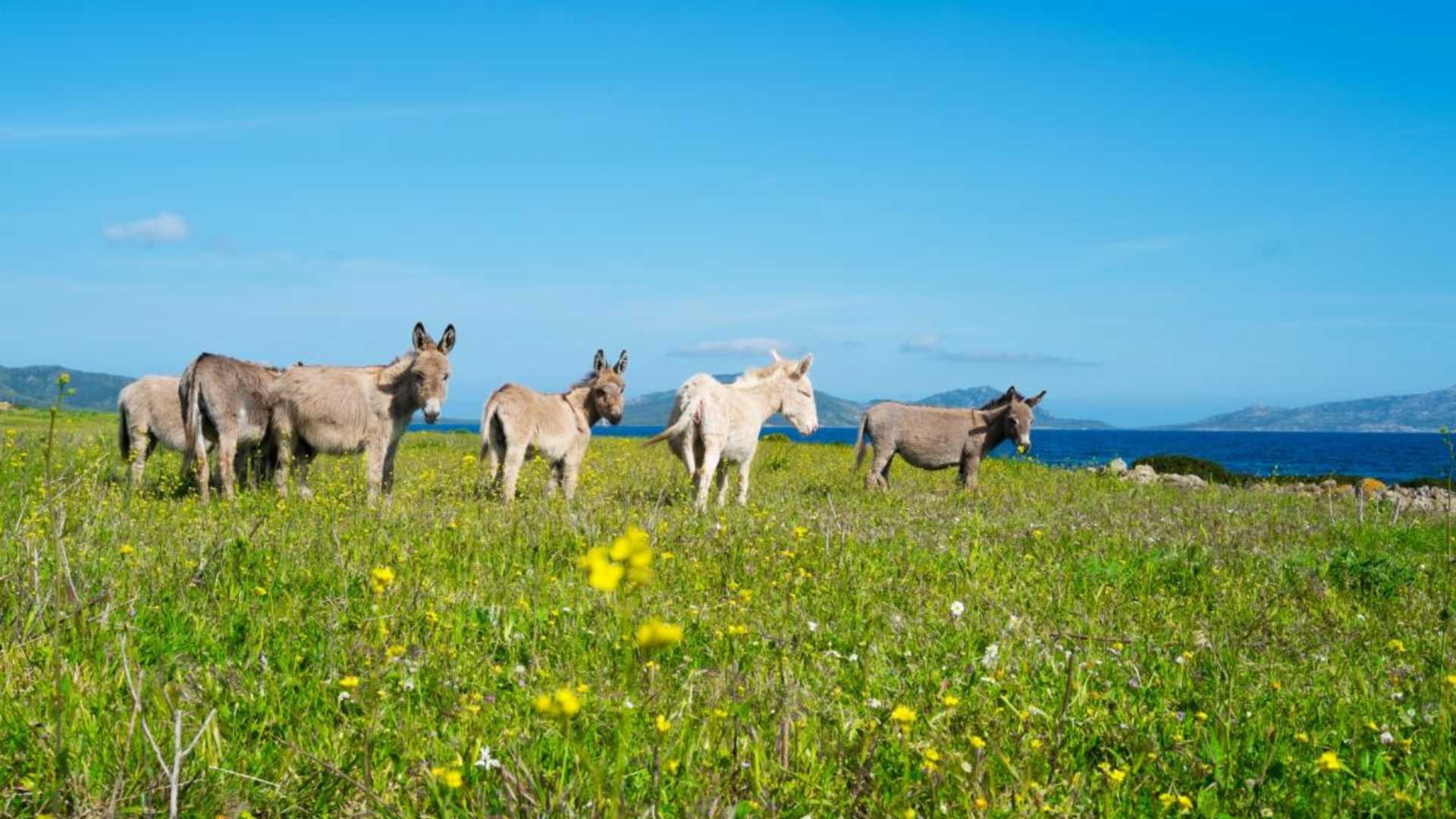 Escursione in barca nel Parco Nazionale dell’Asinara: cosa sapere da Stintino